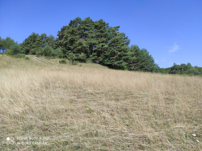 VALČA pozemok s výmerou 5800 m2,  okr. Martin  - Trávnatý svah s hustým lesom v pozadí, ideálne pre rekreačné pozemky.