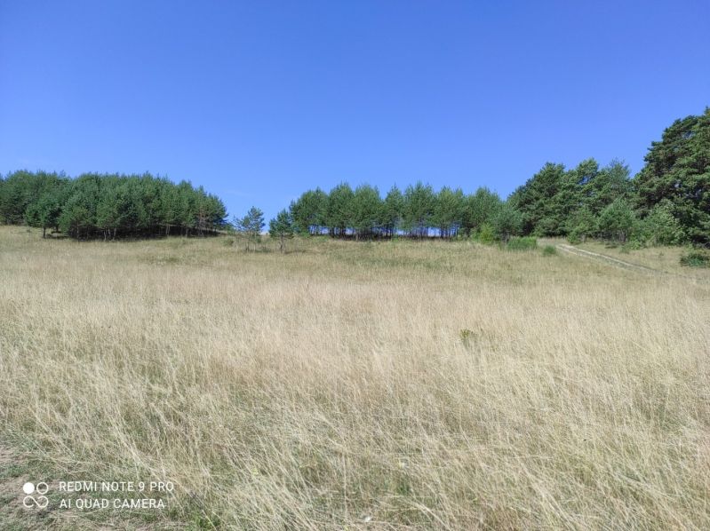 VALČA pozemok s výmerou 5800 m2,  okr. Martin  - Trávnatý svah s borovicovým lesom na rekreačné účely pod modrou oblohou.