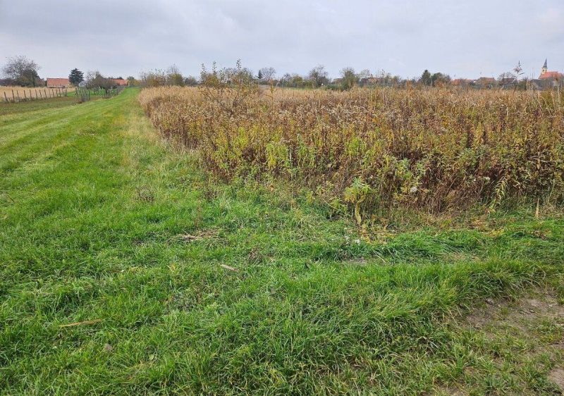 Pozemok o výmere 454 m2, schválený v Územnom pláne na stavbu RD - Pole so zelenou trávou a burinou v Záhradách na ulici Mast v Stupave.