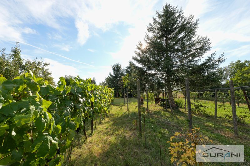 Starší rodinný dom s veľkou záhradou v obci Štefanová | okres Pezinok - Záhrada pri rodinnom dome v Štefanovej na Hlavnej ulici s viničom a stromami.