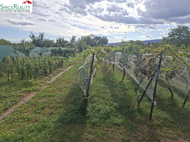 Predáme pozemok s RD v obci Viničné  - Vinica v obci Viničné na Hlavnej ulici, určená na bývanie.