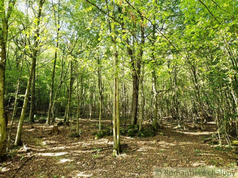 3106m2 stavebný pozemok nad priehradou v Krupine - Pod lesnými stromami v Krupine slnečné lúče presvitajú do záhrad.