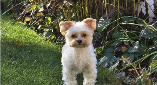 Iba láska nestačí! Život so psom si vyžaduje oveľa viac. Ako si správne vybrať plemeno?